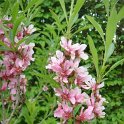Prunus tenella P28